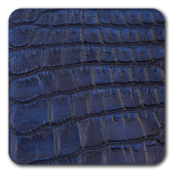 Alligator